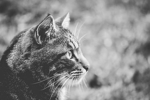 Cat Products