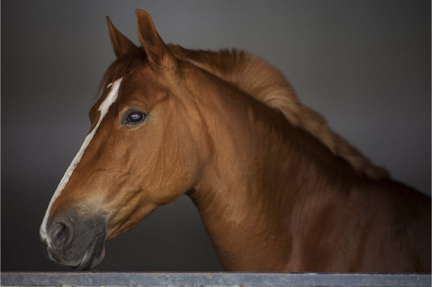 Horse Feed