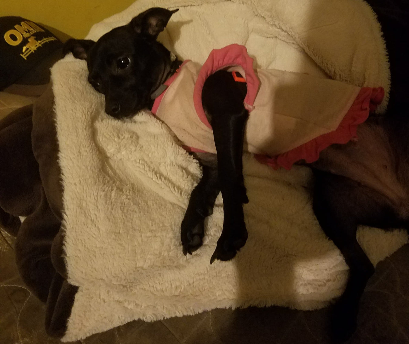 Sophia Grace is ready for a peaceful nap after enjoying her Dr. Gary's Best Breed dog food.