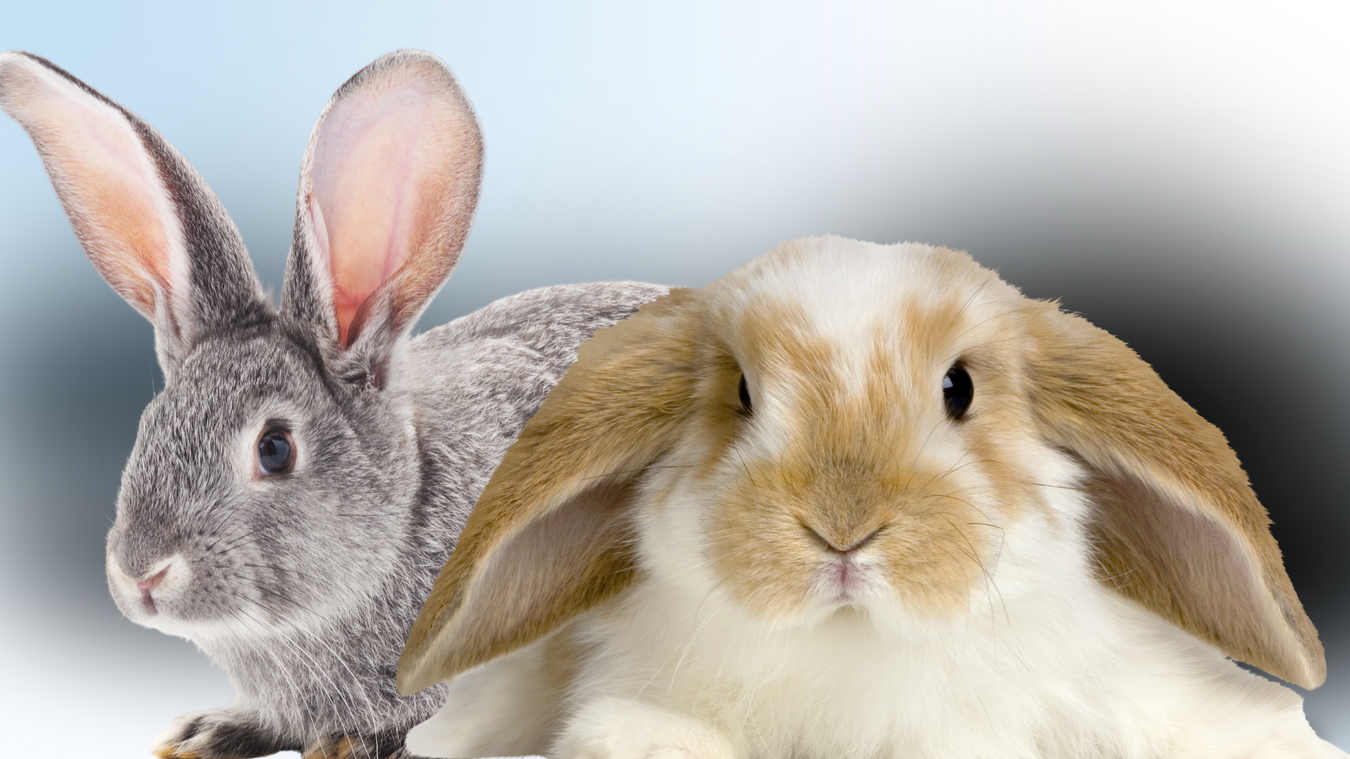 Rabbit Care & Feed