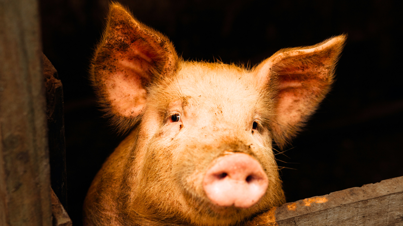 Pig Products