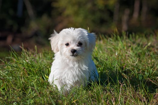 Pet Food