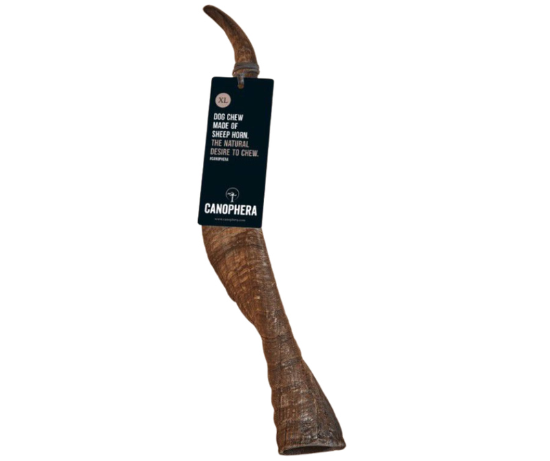 Canophera  Sheep Horn