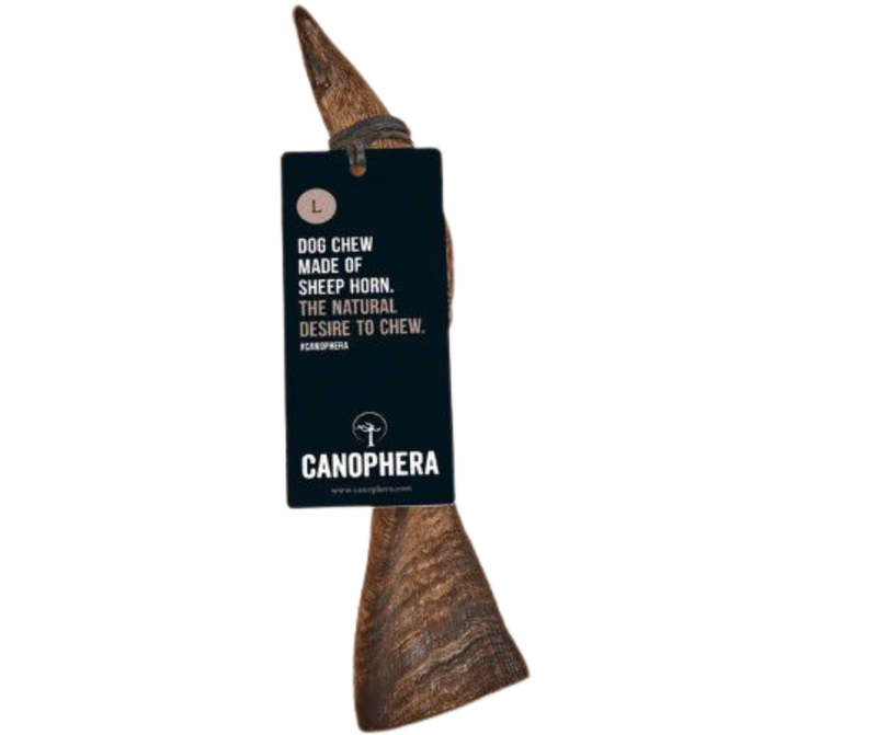 Canophera  Sheep Horn