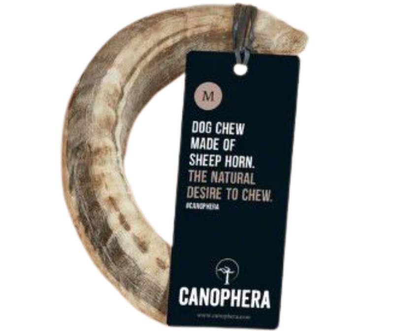 Canophera  Sheep Horn