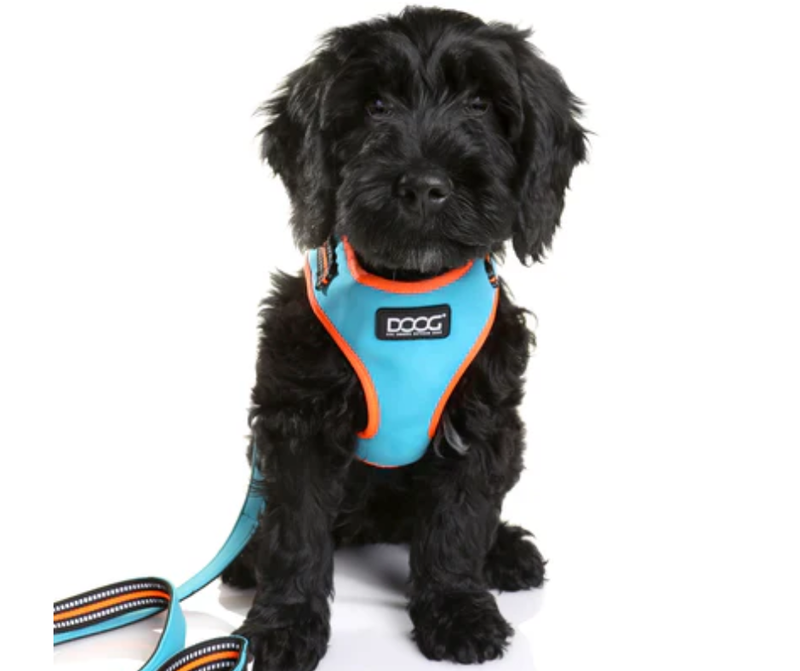Doog Large Beethoven Neon Flex Dog Harness