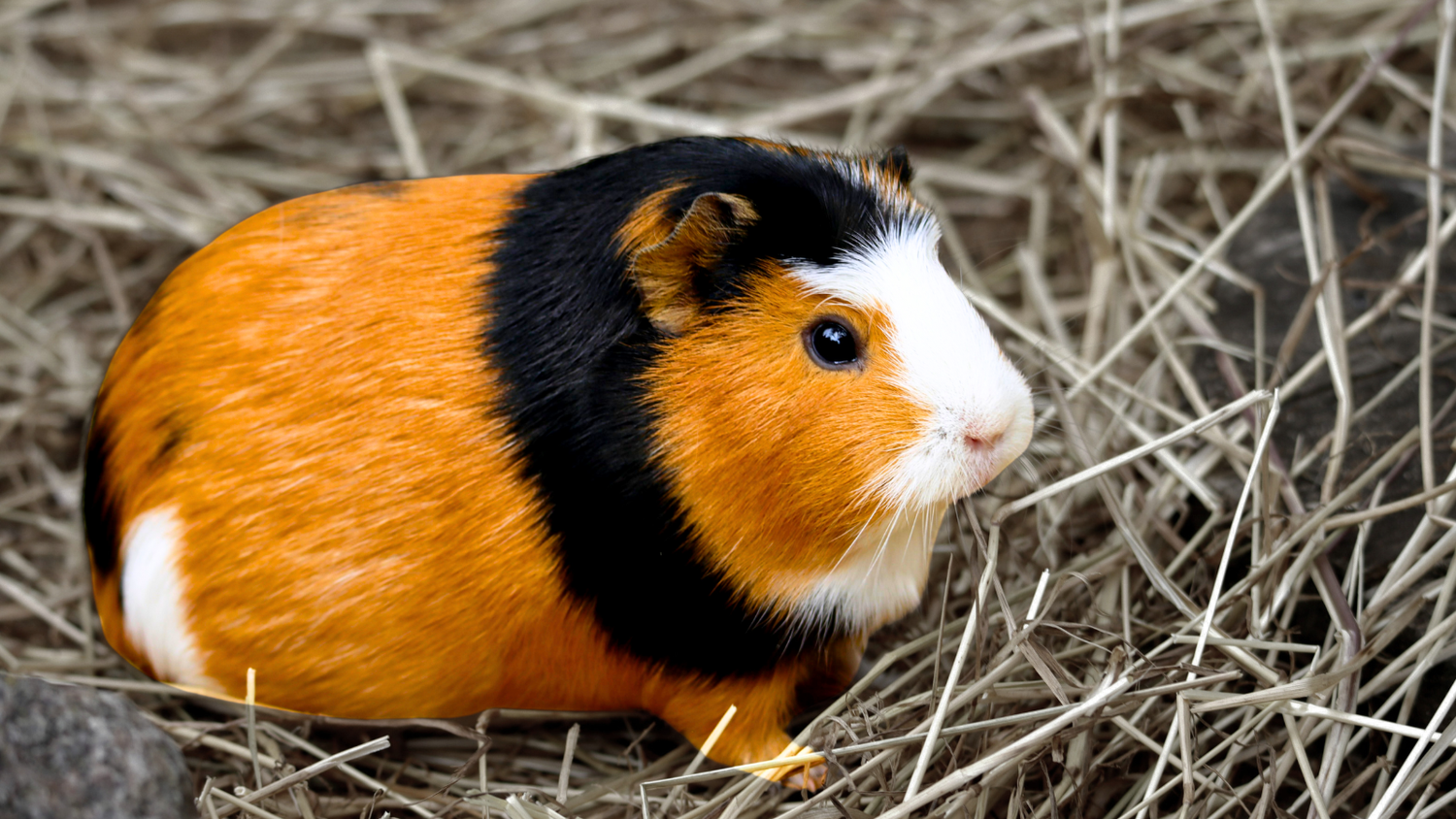Guinea Pigs